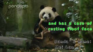 Funny panda moments #90