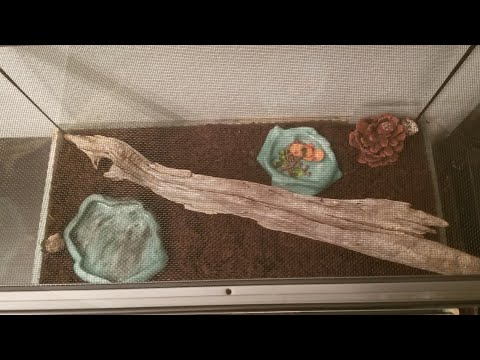 Cara Membuat Hermit Crab Habitat