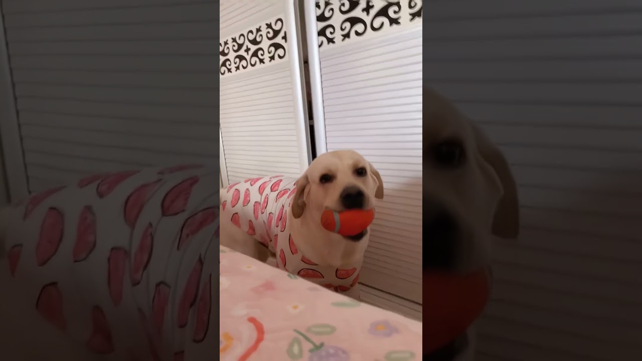 When the dog is your alarm clock 🤣 