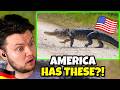 Scared German Reacts to 10 Most Dangerous Animals in America!