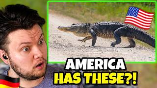 German Reacts to 10 Most Dangerous Animals in America!