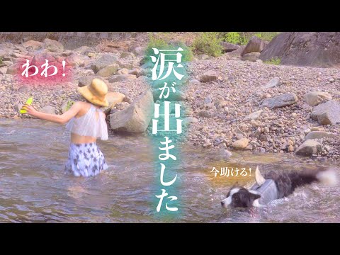 【何度見ても泣ける】川でよろけるママをレスキューするボーダーコリー