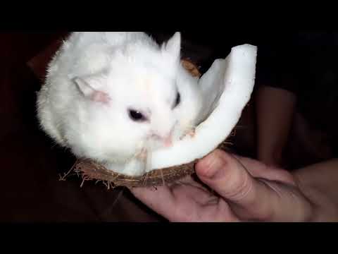 Little hamster eats coconut