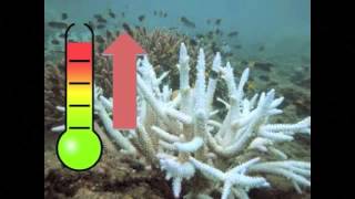Coral Bleaching in Coral Reefs