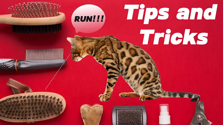 Video 5375131: bengal cat grooming, leopard, cat hair grooming, cat hair brush