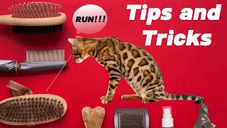 Grooming Cat Hair | Brushing Cat Hair | Bengal Cat screenshot 5