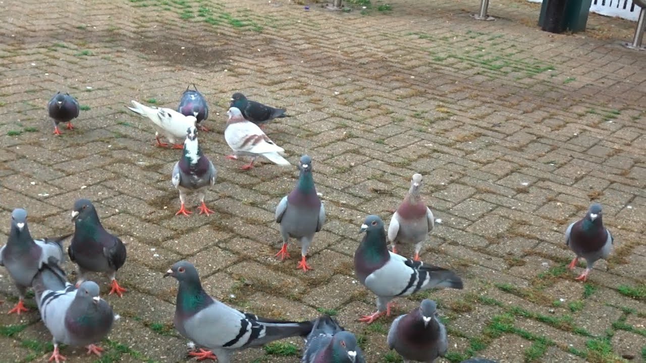 Troy The Limping Pigeon