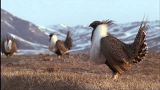 Arid and Grassland Habitats - The State of the Birds 2014 screenshot 5