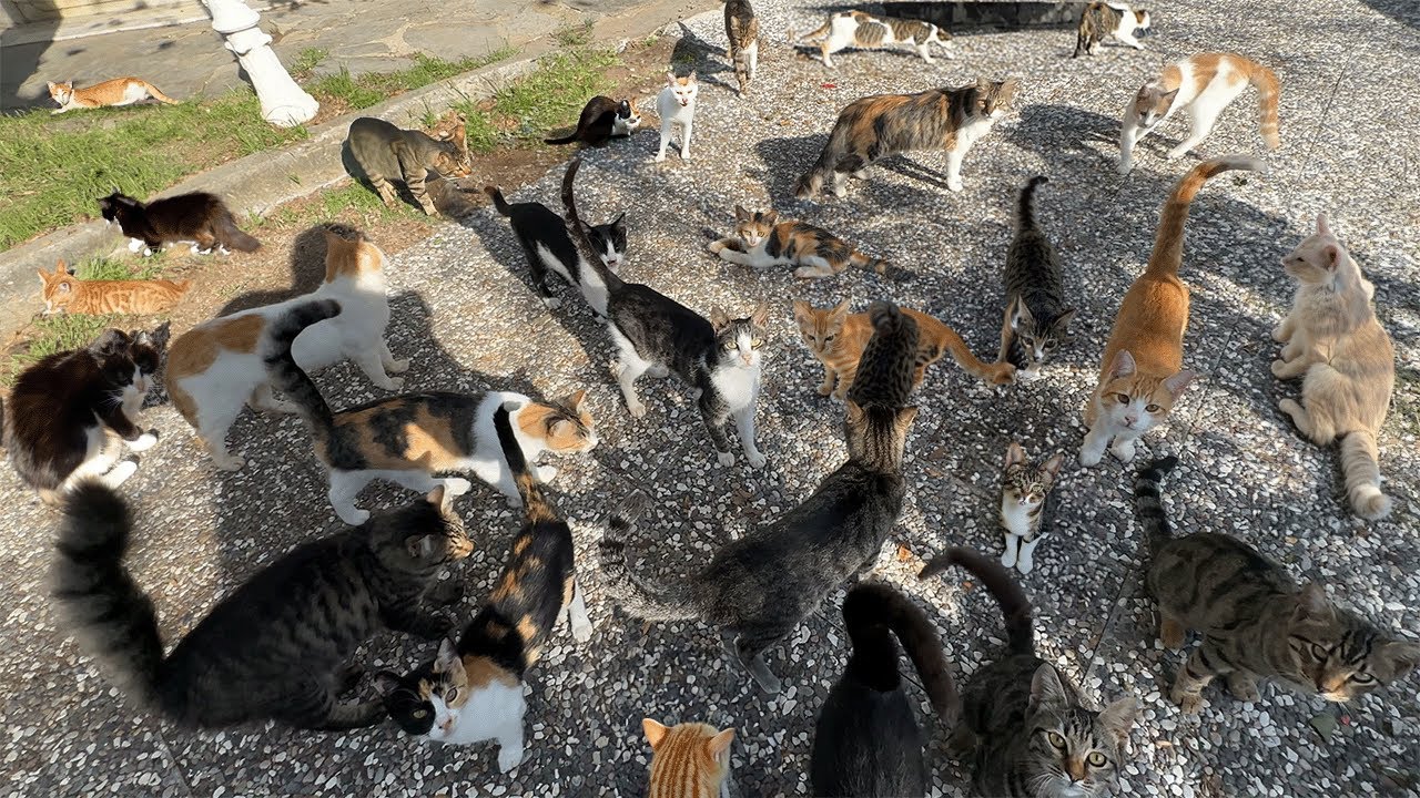 Visiting Istanbul's Incredible Cat Paradise Island - Fenerbahce Island - YouTube