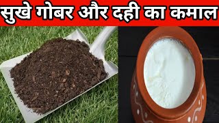 घर पर फ्री में तैयार करें पौधों के लिए गर्मी में स्पेशल खादl#trending #viralvideo #fertilizer