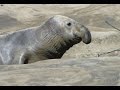 Elephant Seal, Año Nuevo State Park CA, Морские слоны