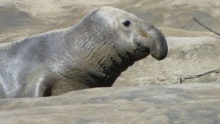 Elephant Seal, Año Nuevo State Park CA, Морские слоны