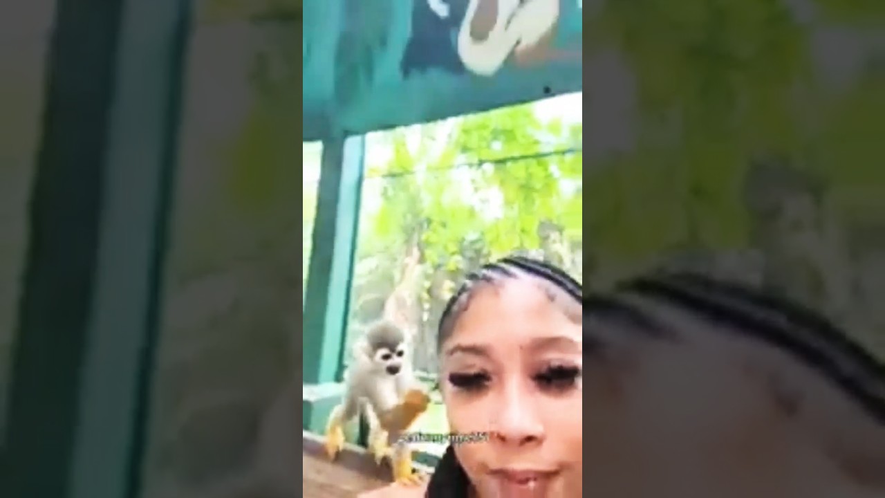 Interesting monkey videos🤣🤣🤣