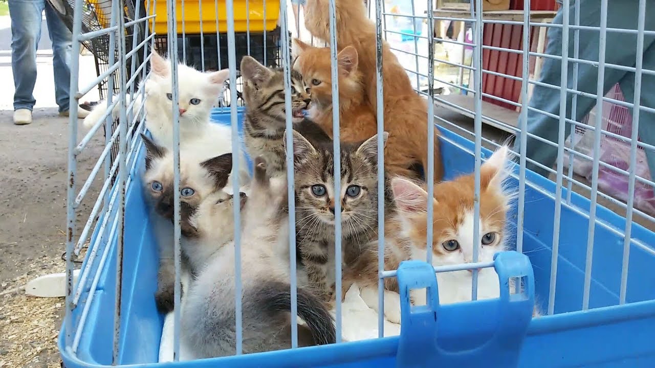 Animal купить в москве. Птичий рынок животные. Птичий рынок котята. Птичий рынок в Москве котята. Птичий рынок Садовод.