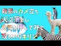 どうぶつタワーバトル専門用語 解 説 実 況