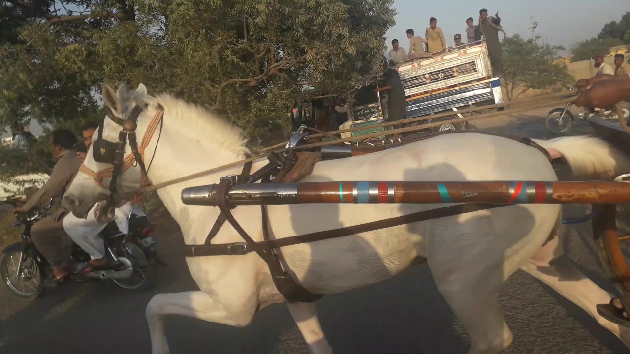 Horse race karachi 001 YouTube