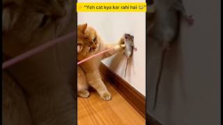 👉“Cat Tickling Mouse 😂 You Won’t Believe This!”#FunnyCats #CatAndMouse #FunnyAnimals #CutePets