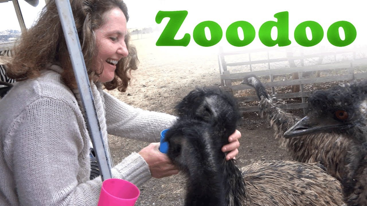 OSFT VLog | February 9th 2019 - Visiting Zoodoo Zoo in Richmond