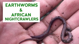 ANG MGA PINAGKAIBA NG REGULAR EARTHWORMS SA MGA AFRICAN NIGHTCRAWLERS