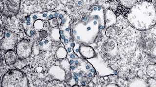 A look back: Hawaii proves to be aloha state throughout COVID-19 pandemic