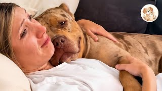 The Rescue Pit Bull We Brought Home Didn’t Know She Was Finally Safe