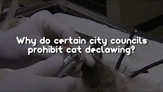 Council Bans Declawing of Cats by CuteCats LoveLove 20 views 2 years ago 1 minute