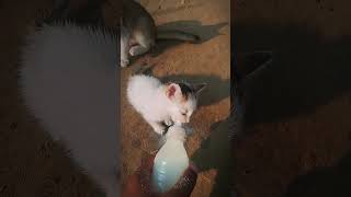 Happy Cat Meal #CatMeal #CatFood #CatVideos