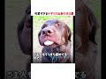 可愛すぎるイギリス出身の犬3選