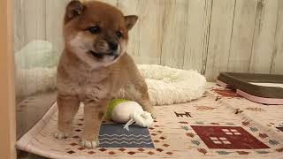 子犬・子猫を探す | WAN GROUP -ペットと人を繋ぐトータルサポート