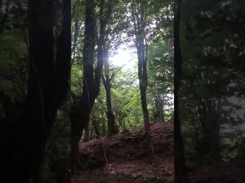 ناب ترین صدا صدای جنگل بکر بکر