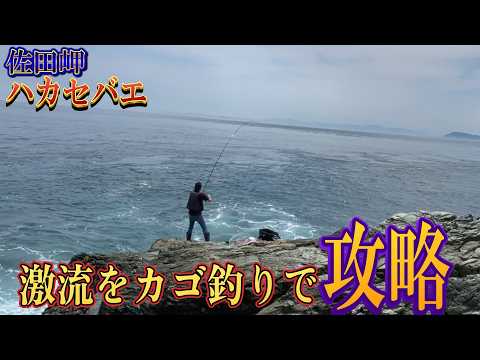 [Sadamisaki] Challenging Summer Red Seabream with Long-Distance Kago Fishing from a High-Class Ro...