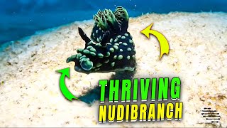 Nudibranch Thriving in Its Environment