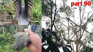 bird's mouth/bird's mouth eating leaves in the morning