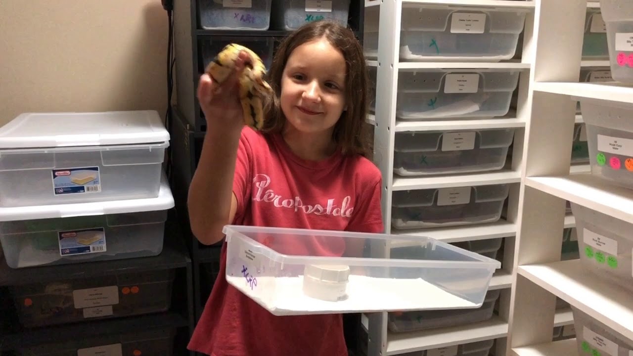 videocon care centre Twistem Up Thursday With Regan From DCR Reptiles!