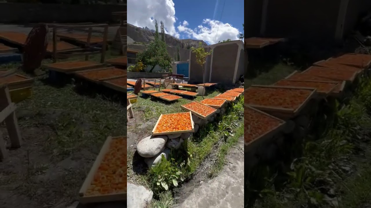 Traditional method of preserving apricots in Hunza