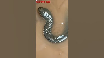 Dùng tay không bắt rắn #kingsnake #kingcobra #cobra #animals #trending #snake #dongvat #vairalvideo