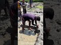 Shaping Earth by Hand: Why This Mud Technique Outlasts Modern Tools