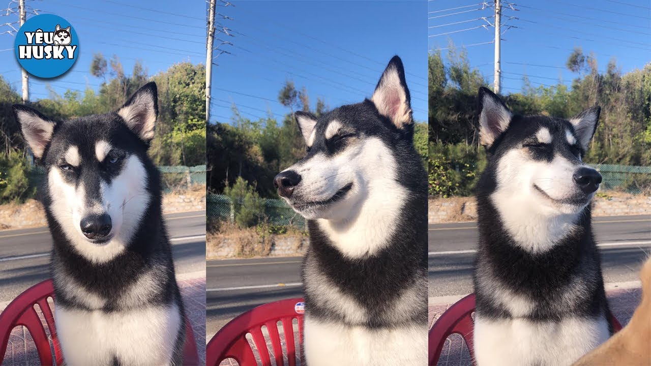 Funny Pets - Funny Husky EP1 Chó Ngáo Trêu Trâu - YouTube