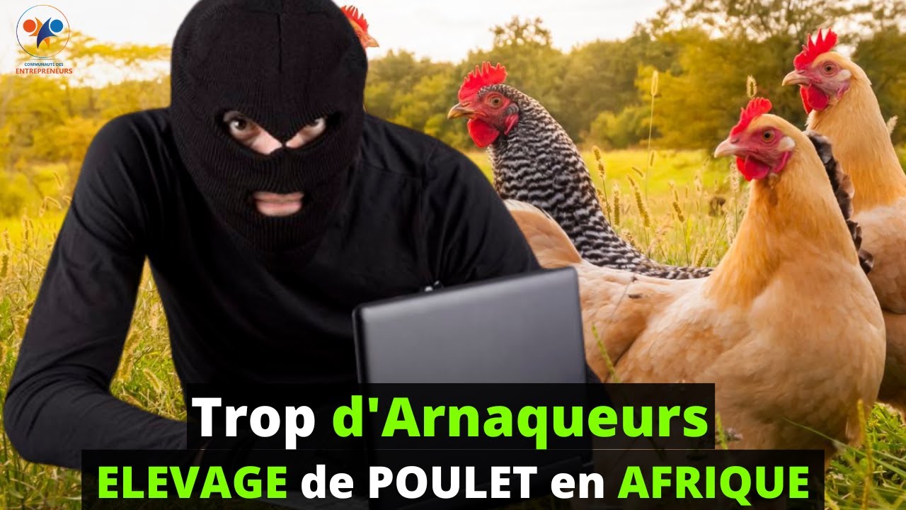 LISTE des ARNAQUEURS dans L'ELEVAGE de POULET GOLIATH en AFRIQUE (investir au pays dans le poulet)