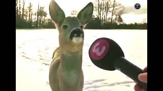 In 2017 an Estonian reporter tried to interview a deer. This was the result!!!