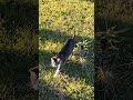 Kitty🐈#lol #viralvideo #funny #cat #shortvideo #trending #amazing #cute #video #animals #trend #love