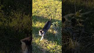 Kitty🐈#lol #viralvideo #funny #cat #shortvideo #trending #amazing #cute #video #animals #trend #love