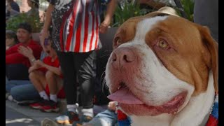 Redwood City 7-4-25..Dancing for Democracy
