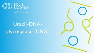 Uracil-Dna-Glycosylase Ung