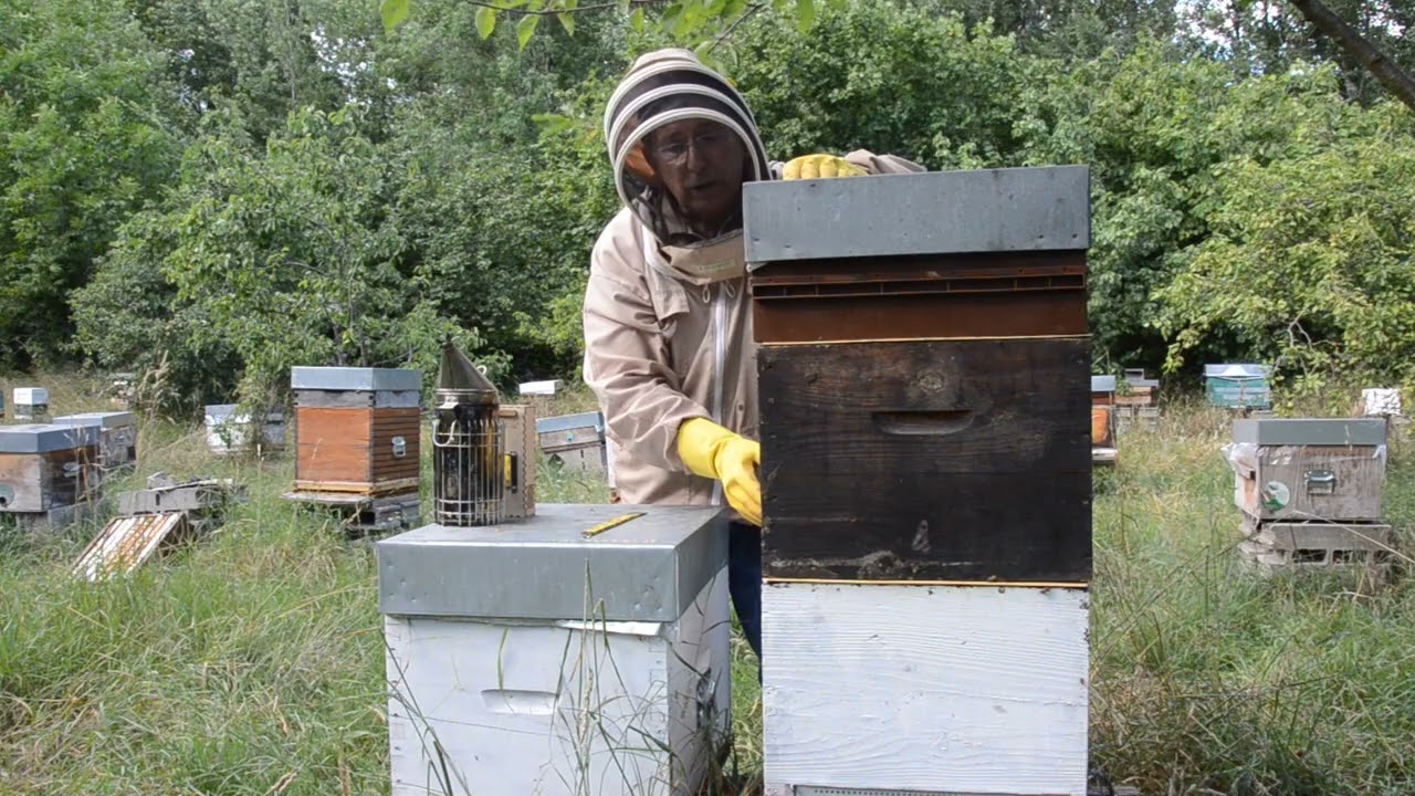 Encagement sans recherche de la reine pour traiter contre varroa en absence de couvain juillet 2023