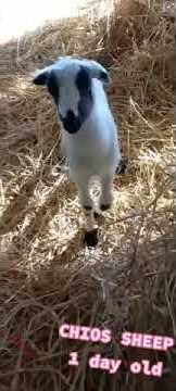 Download lagu cute chios sheep lamp is playing #shorts #farm #antoniadesfarm