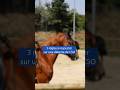 3 Règles Sur Une Détente De Saut D Obstacles Cheval Horse Jumping mp3