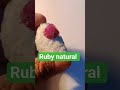 ruby #crystals #naturalamethyst #gemstone #gemquality #gems #gemsnjewellery
