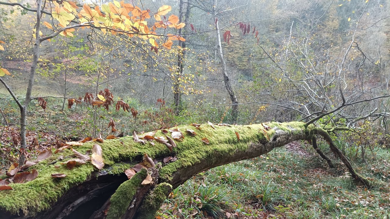 Netzbachweiher & Saarsteine