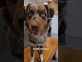 Vet visit #puppy #aussiepuppy #aussie #australianshepherd #vetvisit #vetoffice #dog #pet #dogbreed